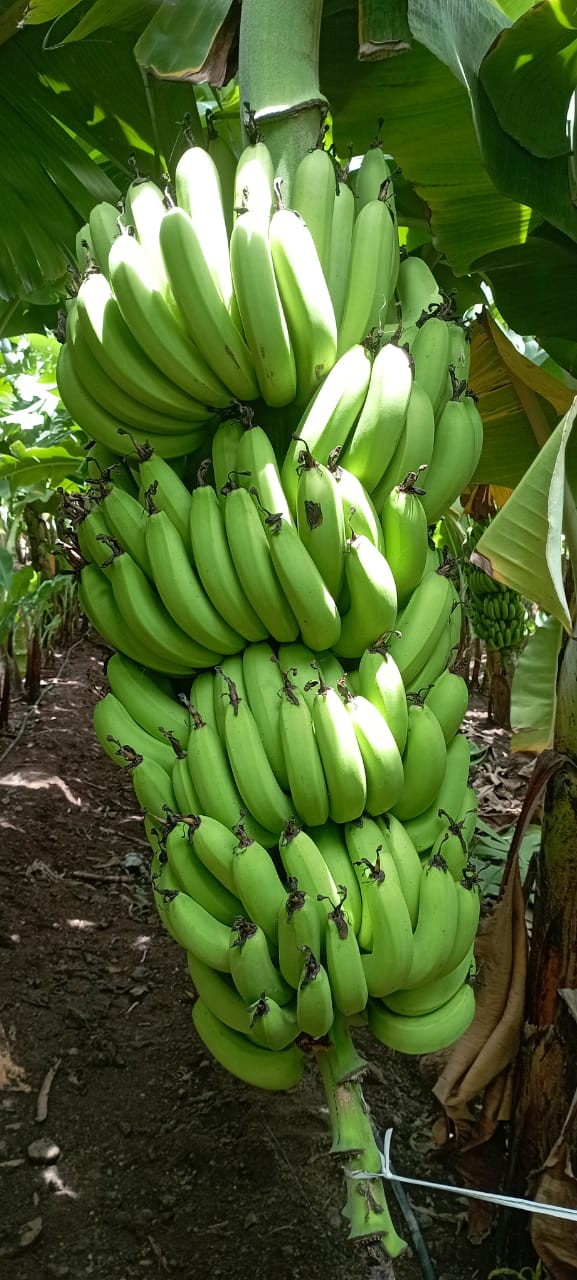 Banana bunch on plant