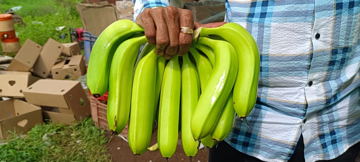 Harvested banana bunch
