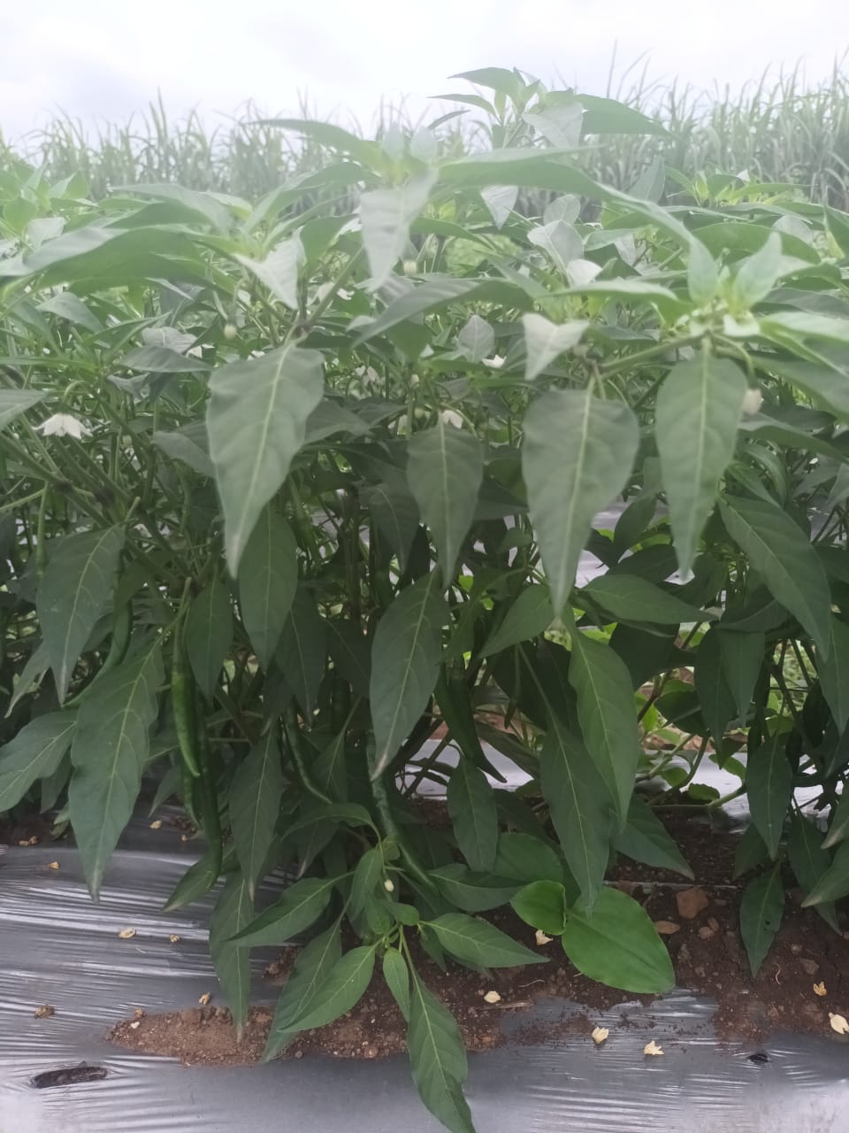 Green chilli crop plantation