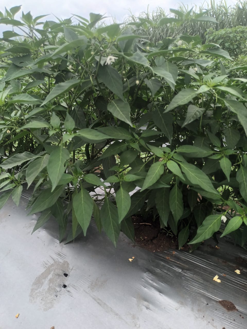 Green chilli cultivation field