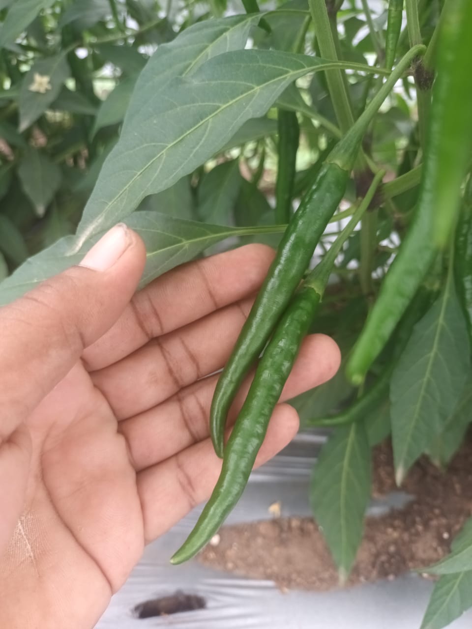 Green chilli plant close-up