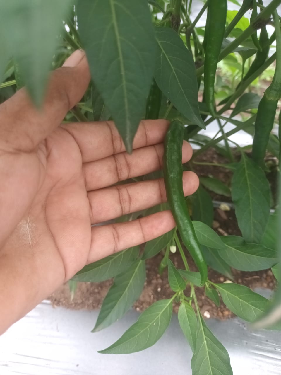 Green chilli leaves and pods