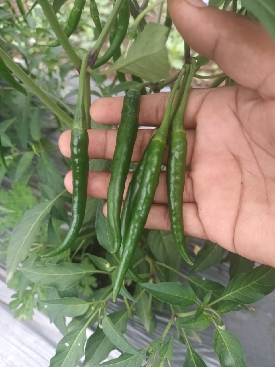 Long green chillies