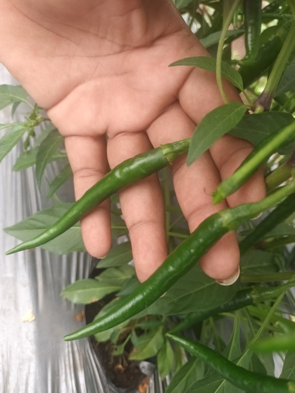 Harvested green chillies in hand