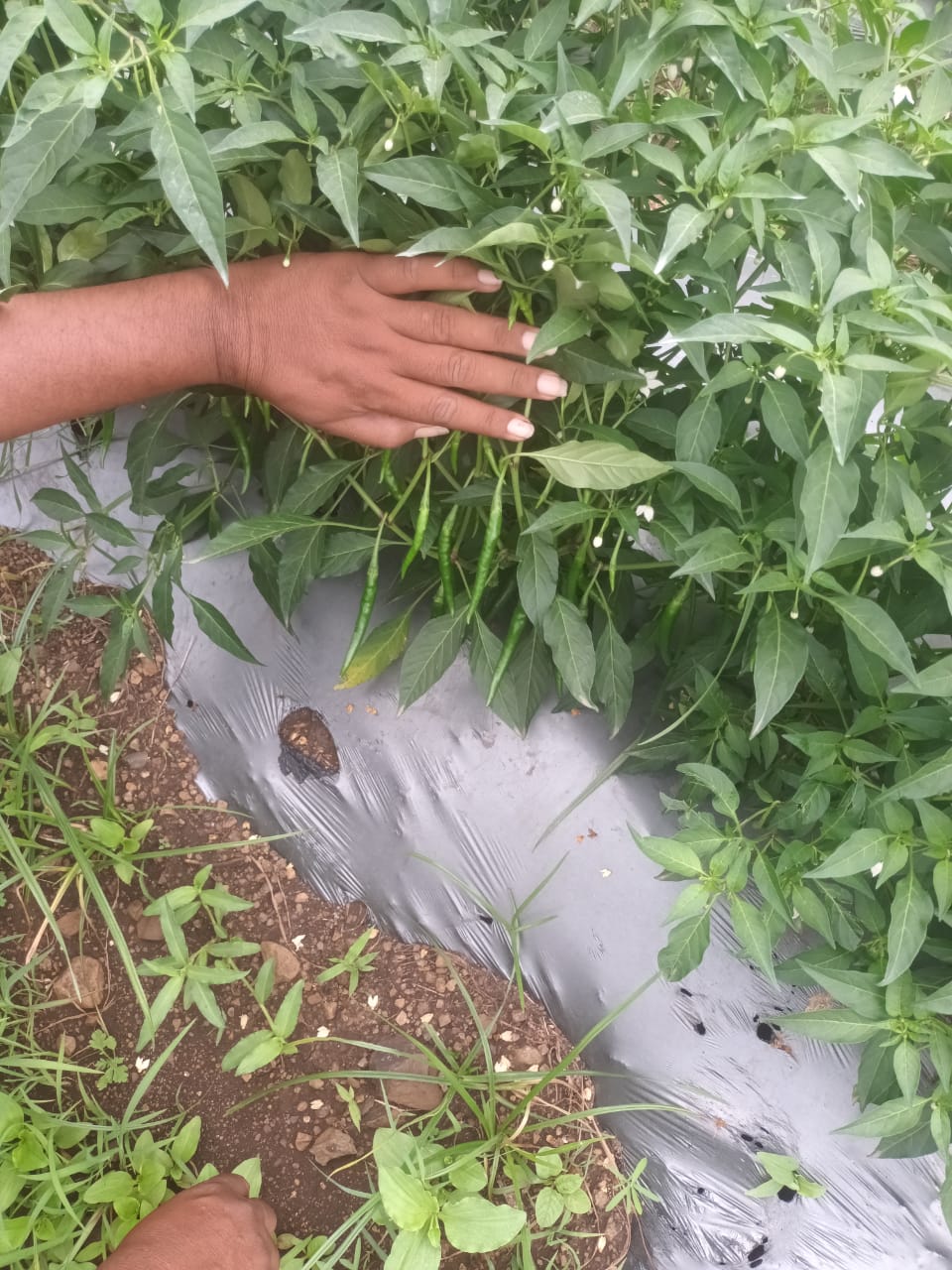 Green chilli harvest collection