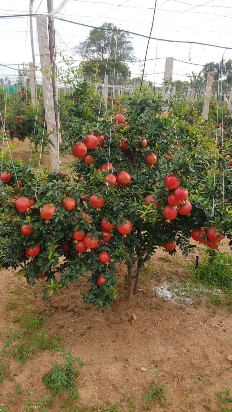 Pomegranate orchard/tree