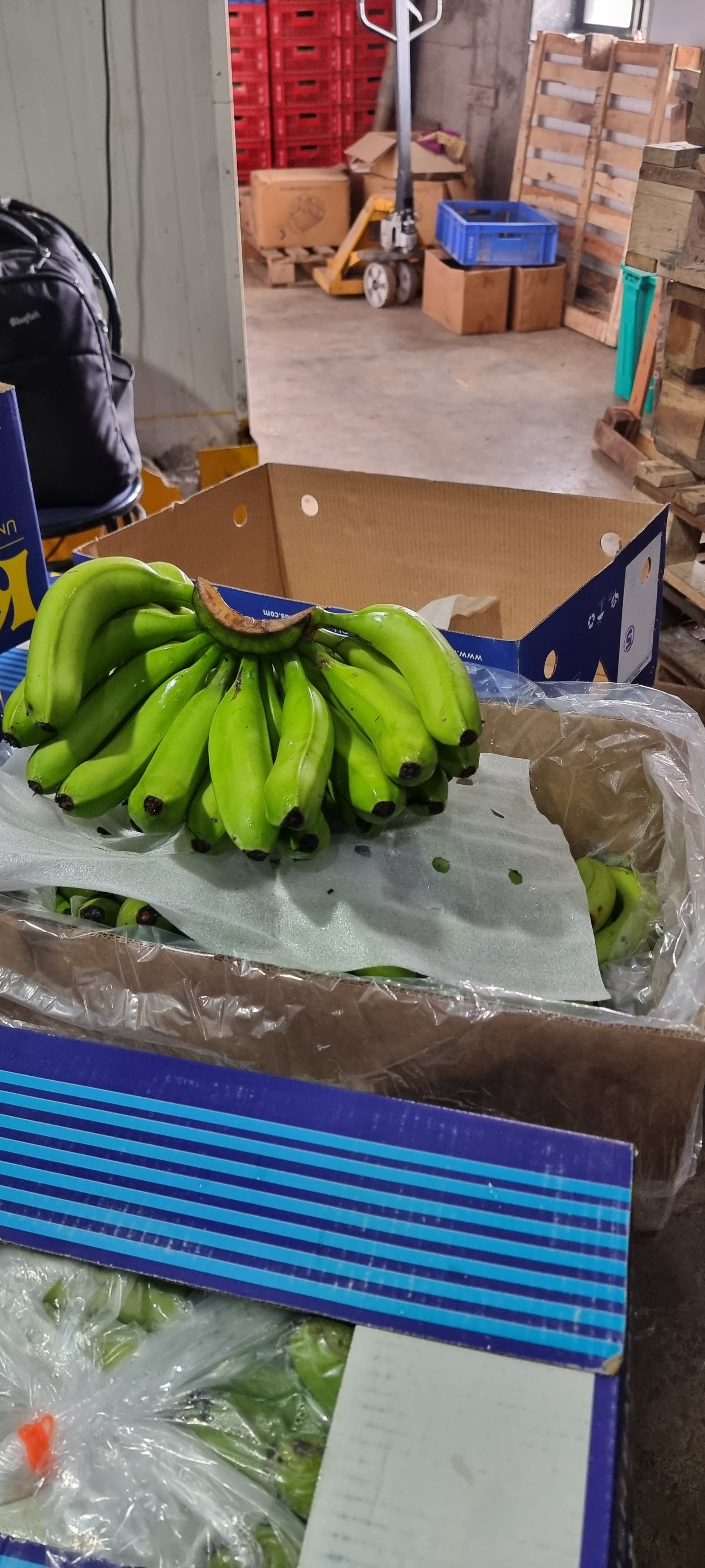 Banana bunch prepared for export