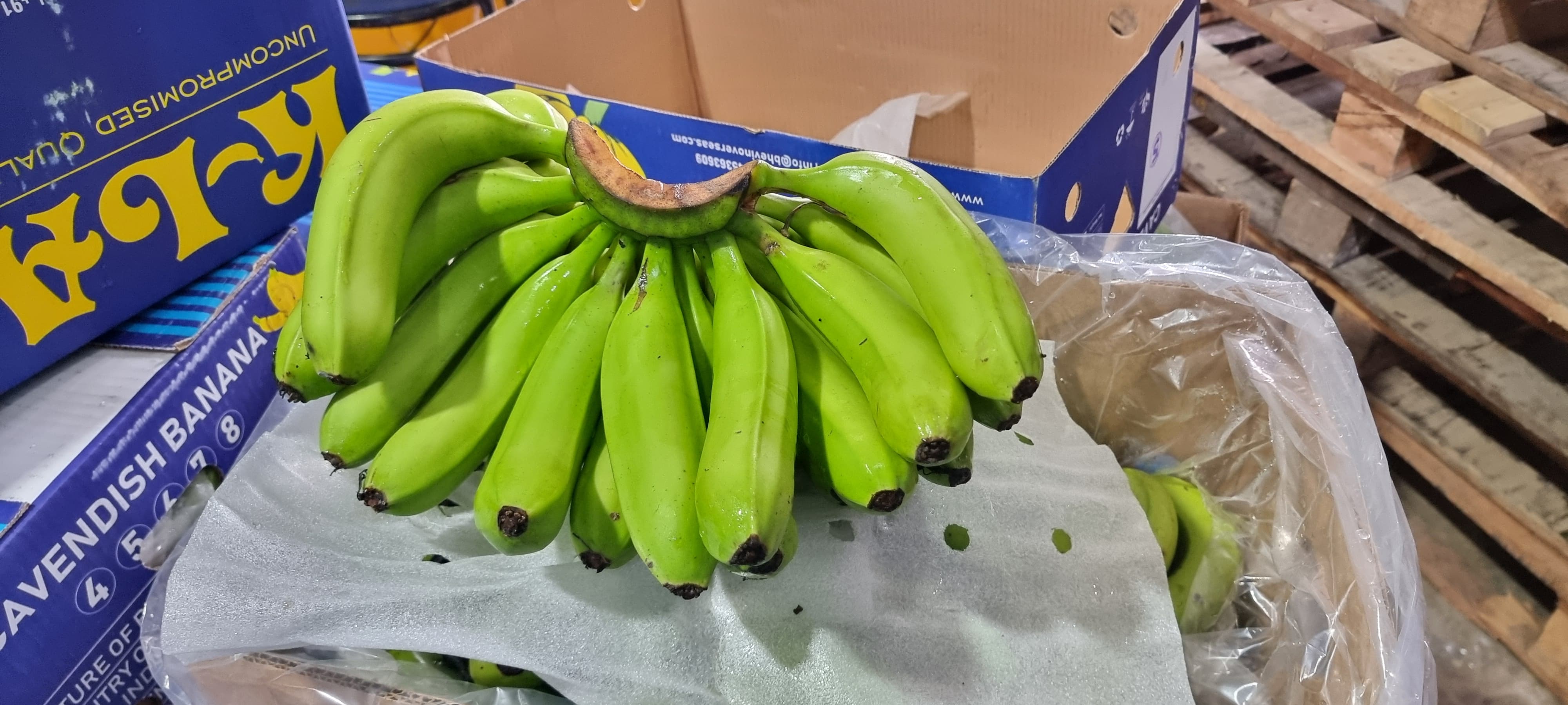 Green bananas bunch