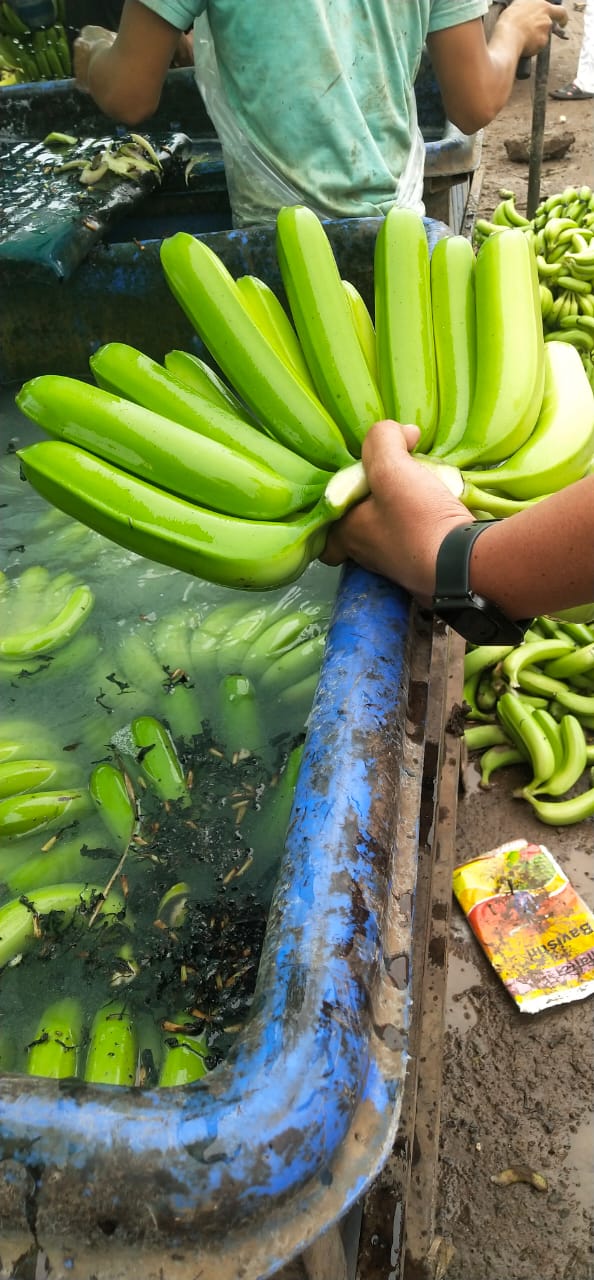 Green banana bunch held by hand