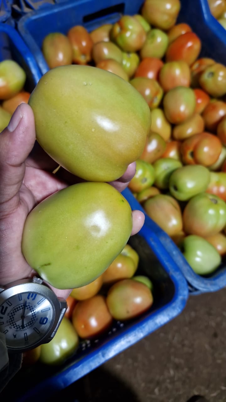 Fresh mangoes
