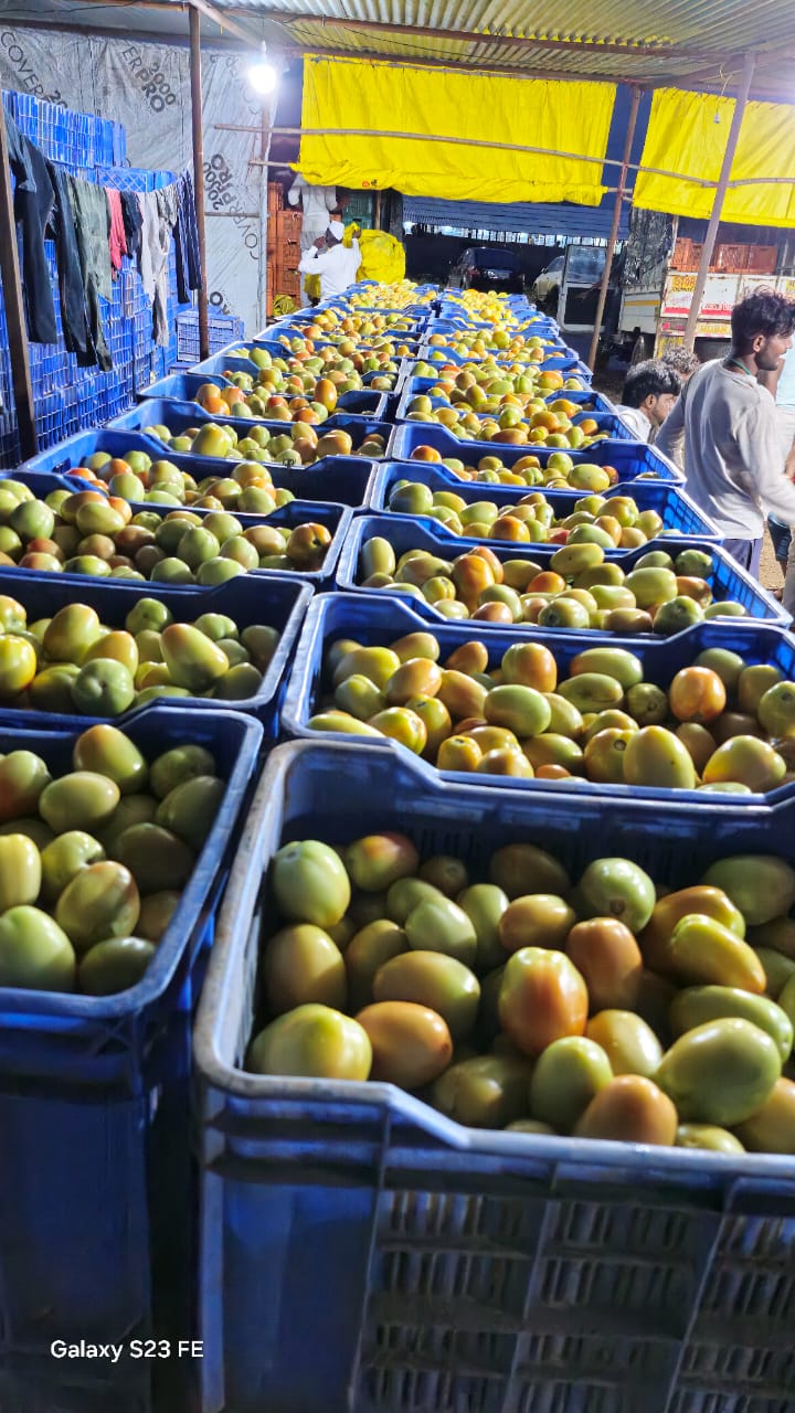 Sorted mangoes in crates