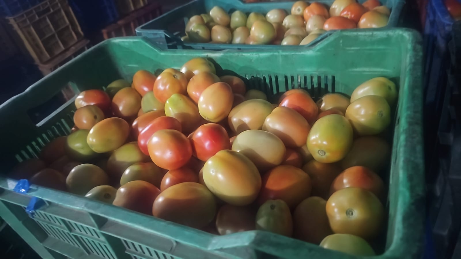 Tomatoes in crate