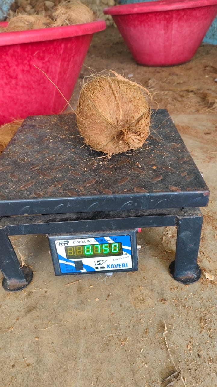 Coconut on weighing platform