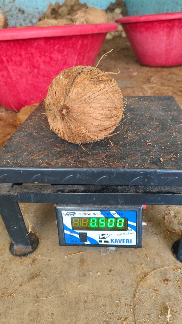 Whole coconut on platform