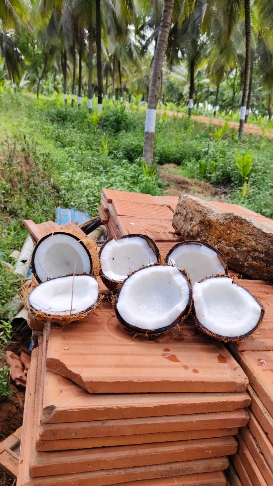 Cut coconuts showing flesh
