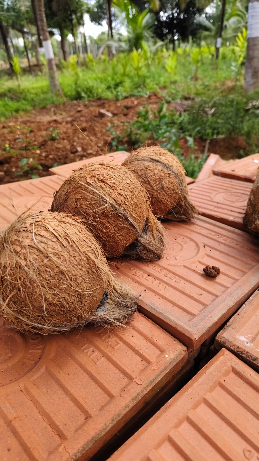 Coconut shells on surface