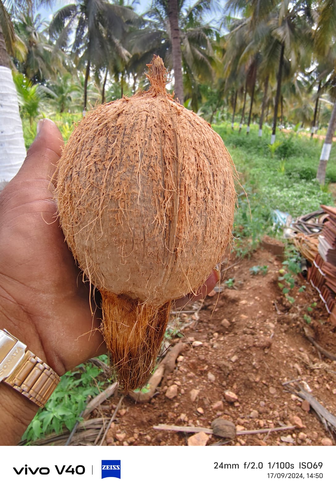 Fresh coconut held in hand