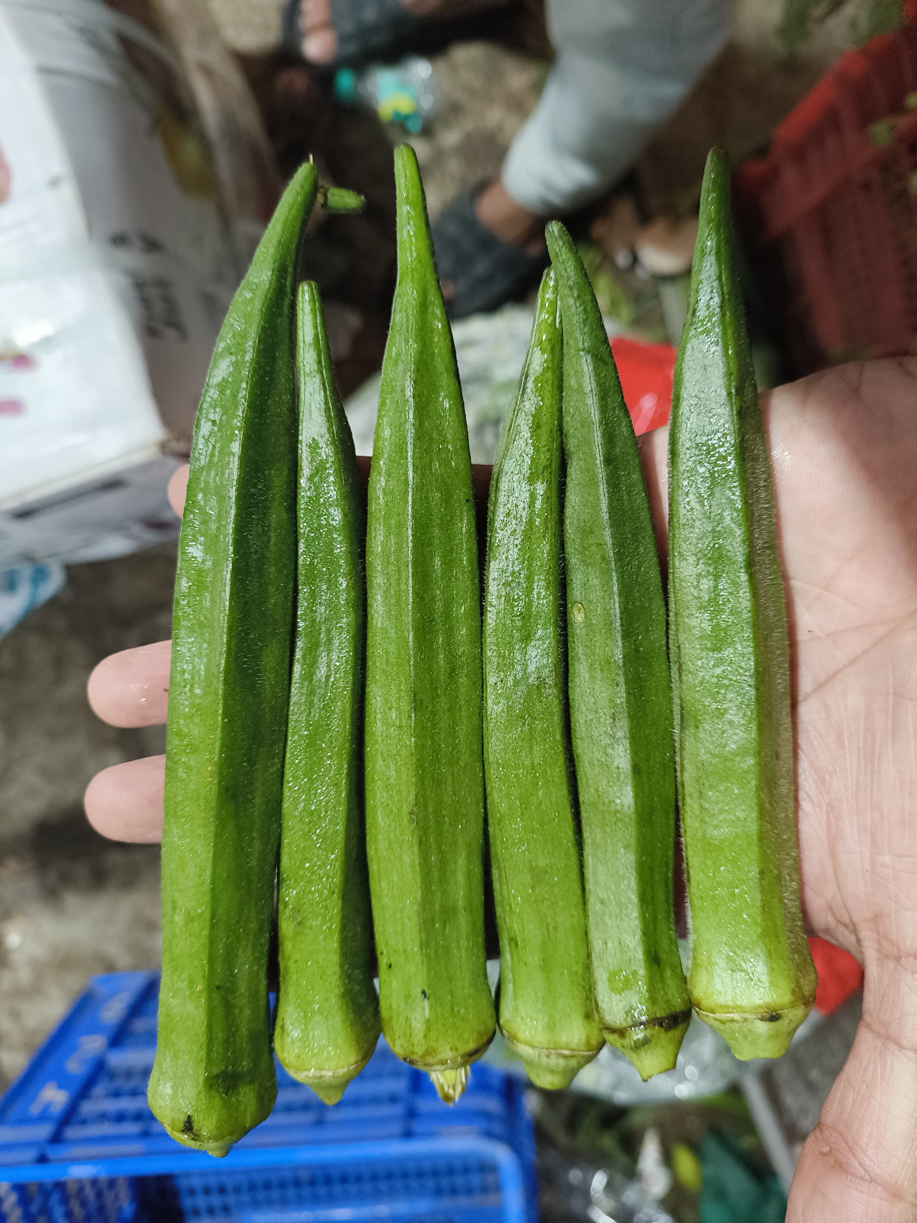 Fresh okra pods