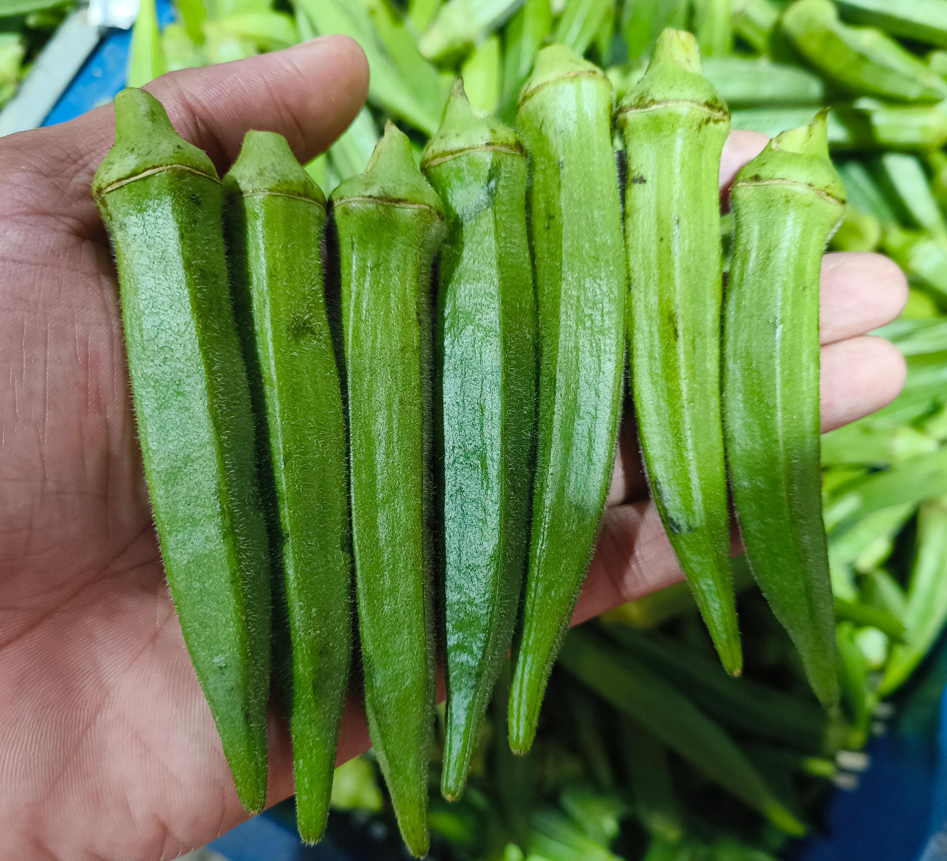 Fresh okra (ladyfinger)
