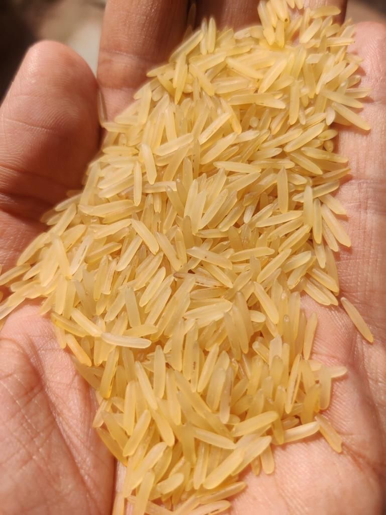 Basmati rice grains