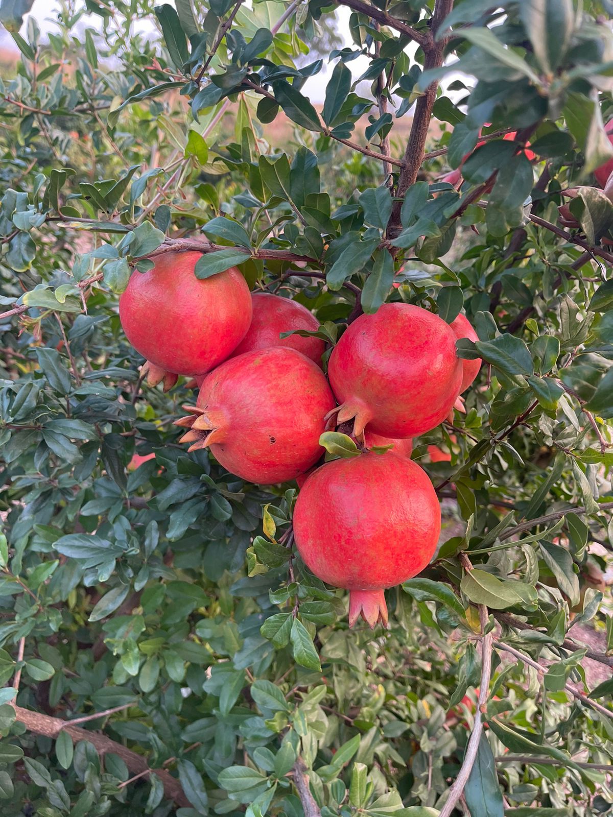 Pomegranate fruits on tree