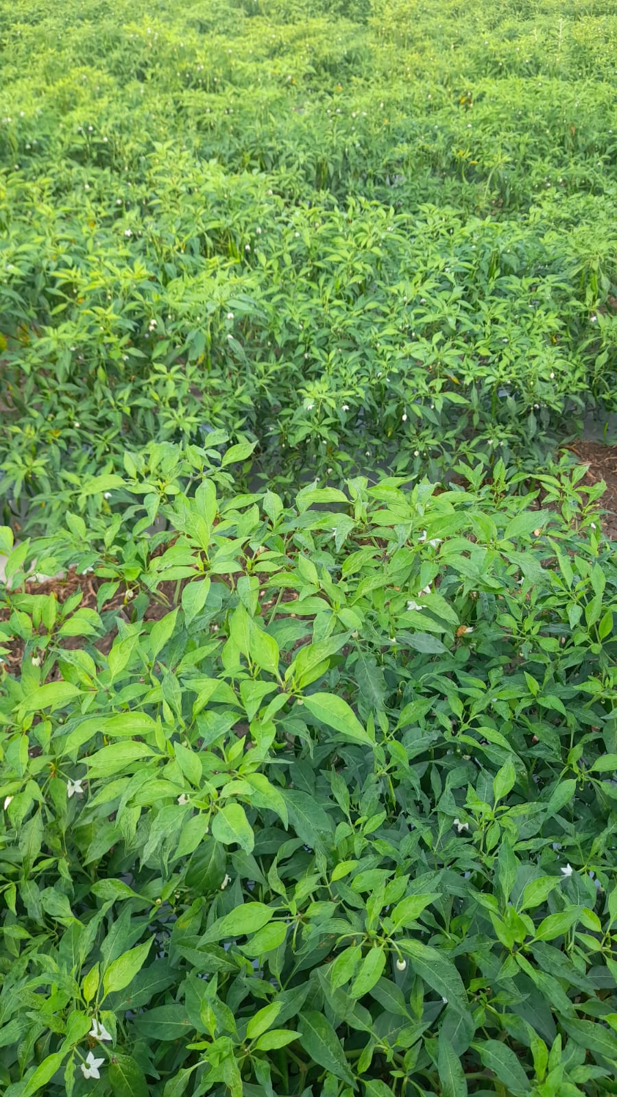 Green crop field / plantation