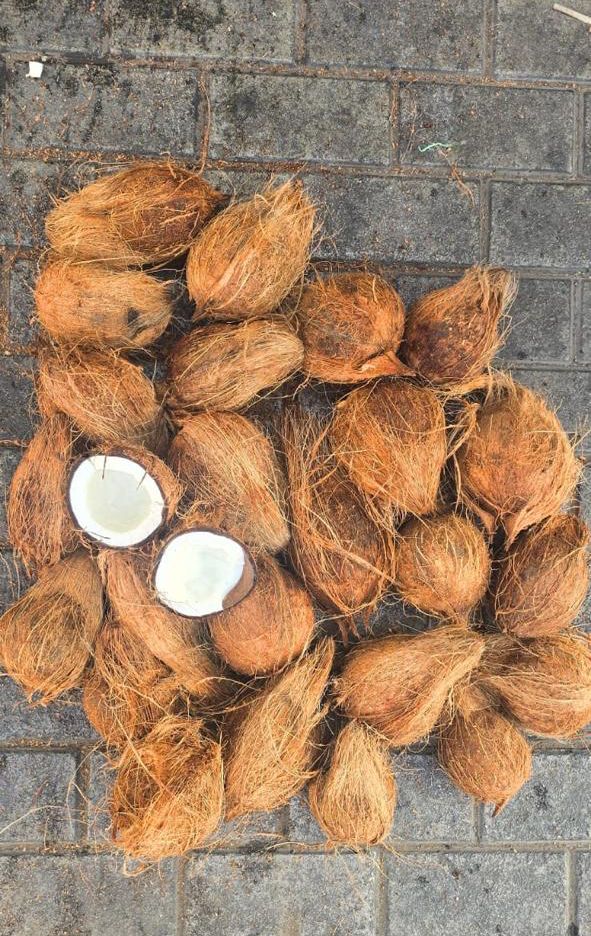Semi Husked Coconut