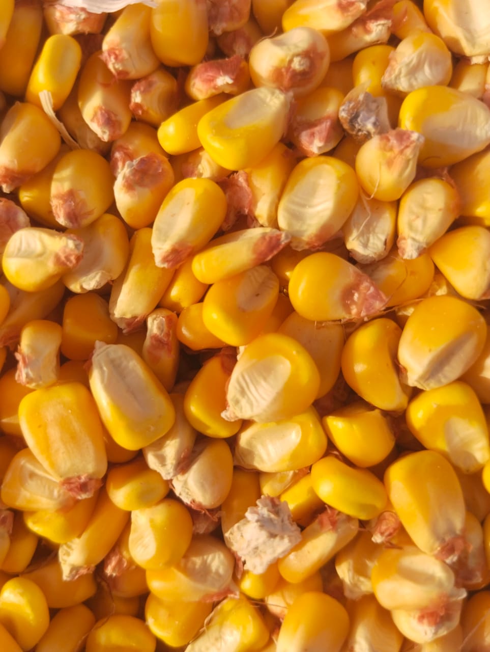 Yellow Maize Corn